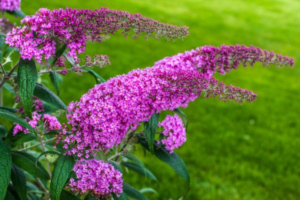 Cost of Butterfly Bush Removal in Encinitas
