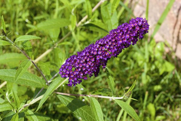 Butterfly Bush Pruning in Encinitas