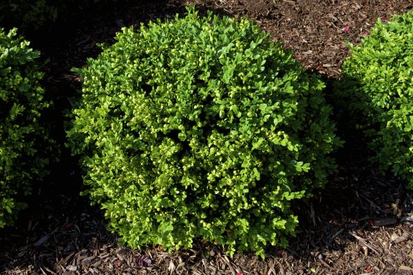 Cost of Boxwood Removal in Encinitas