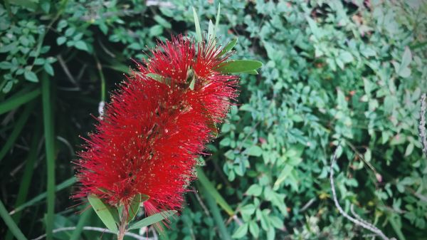 Cost of Bottlebrush Pruning in Encinitas