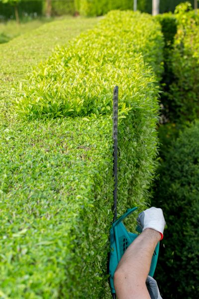 Hedge Trimming in Encinitas